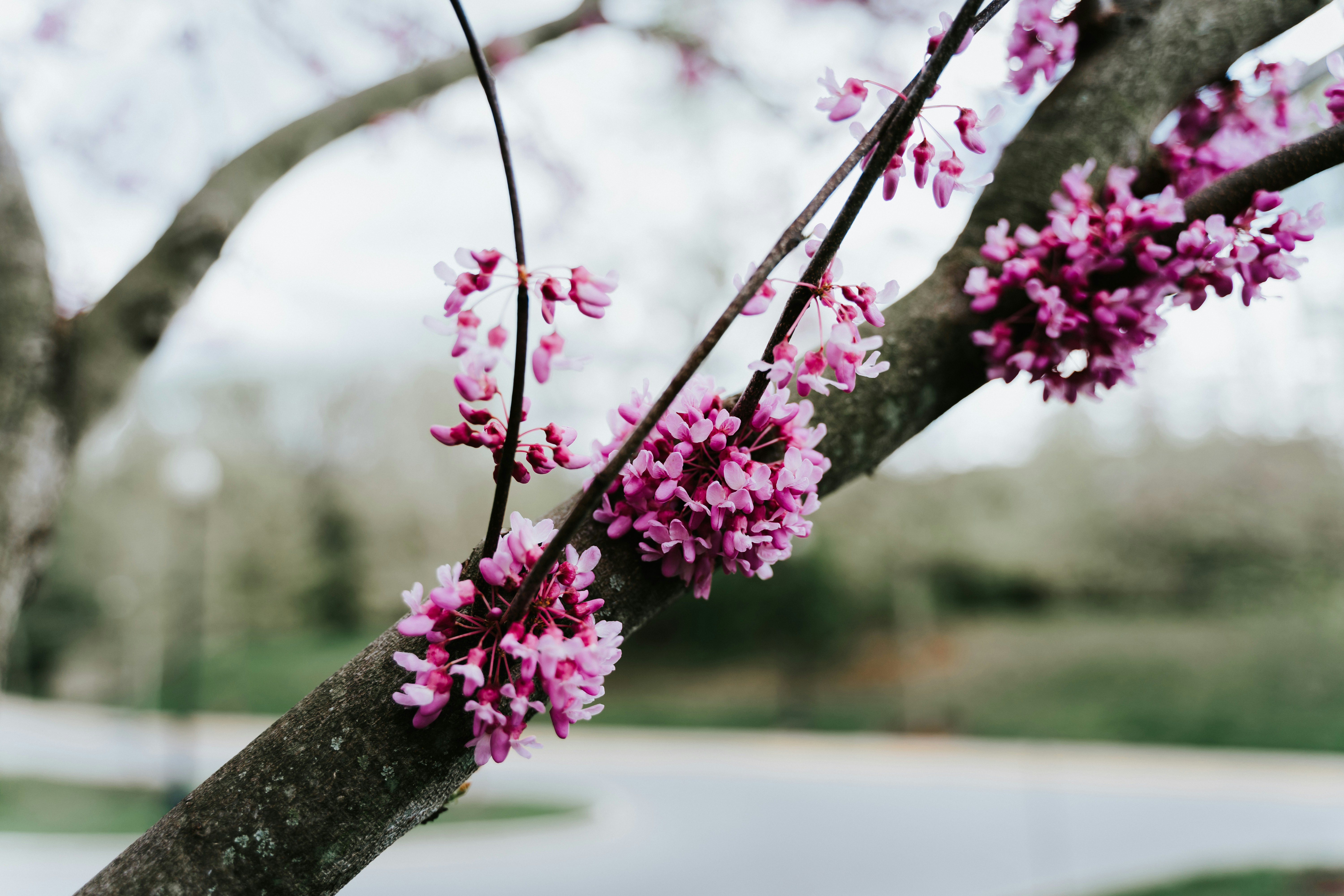 pink flowers on brown tree branch