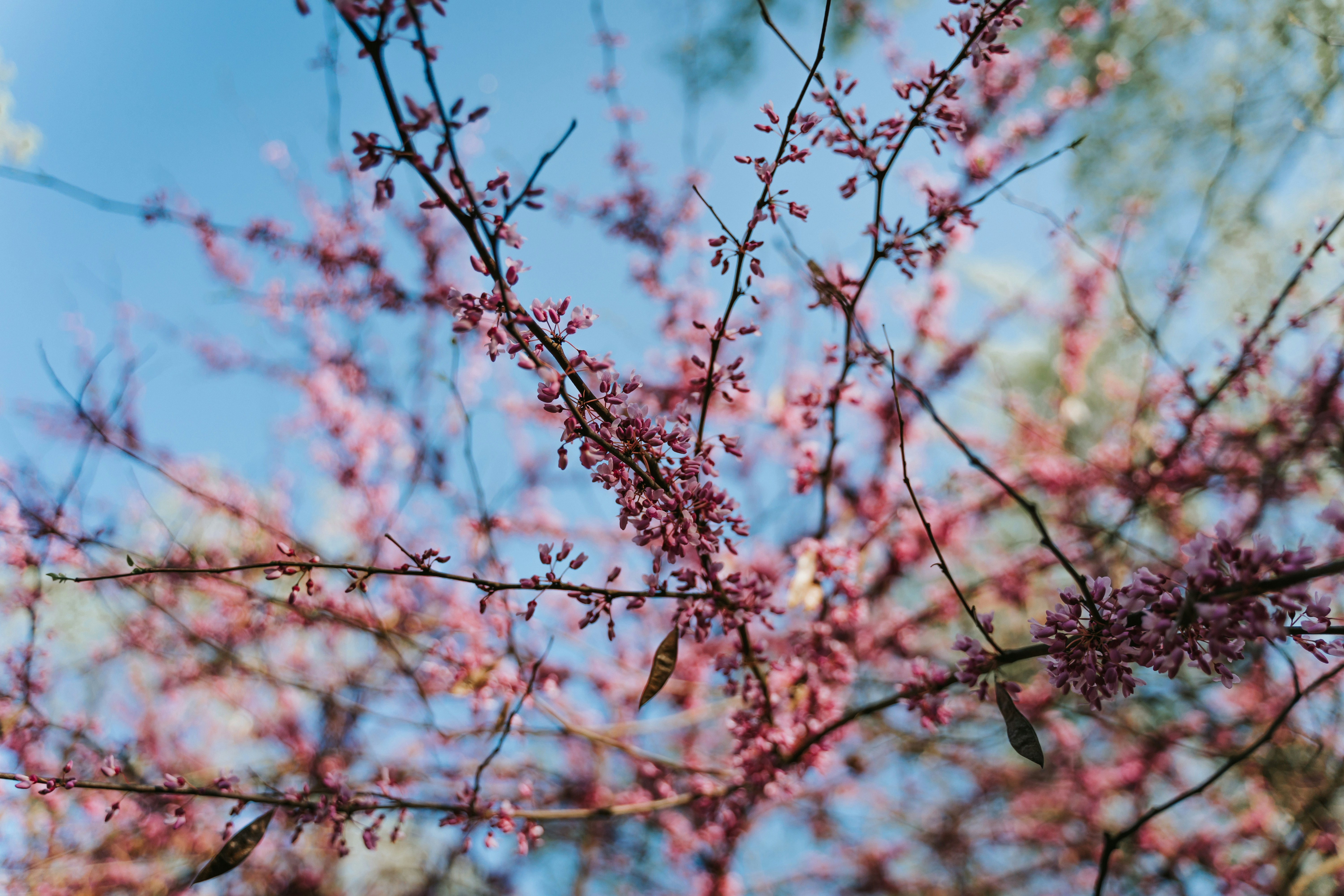 red and white flowers in tilt shift lens