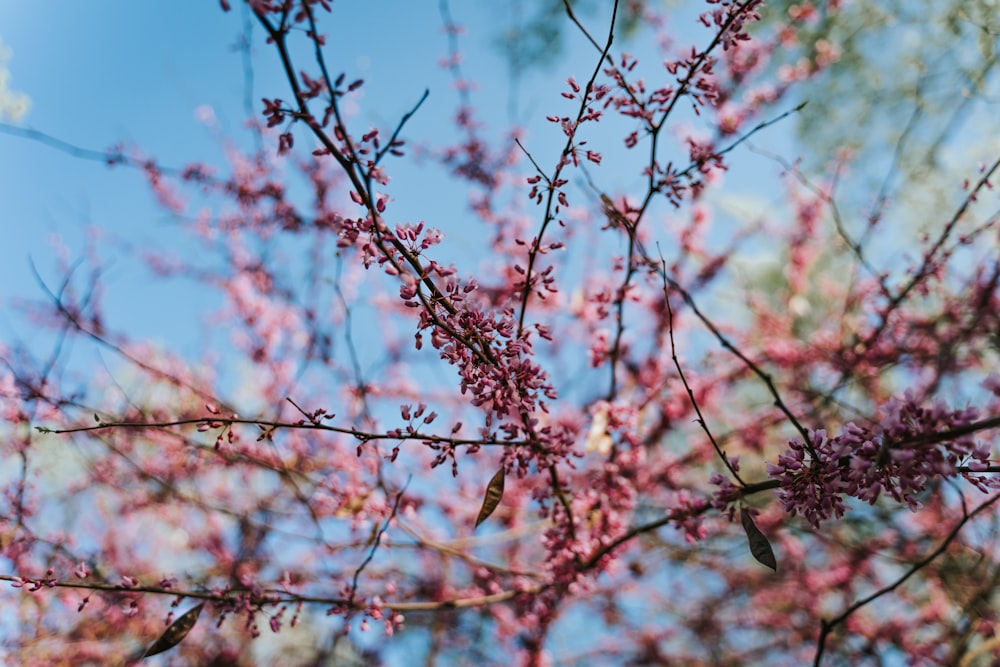 red and white flowers in tilt shift lens