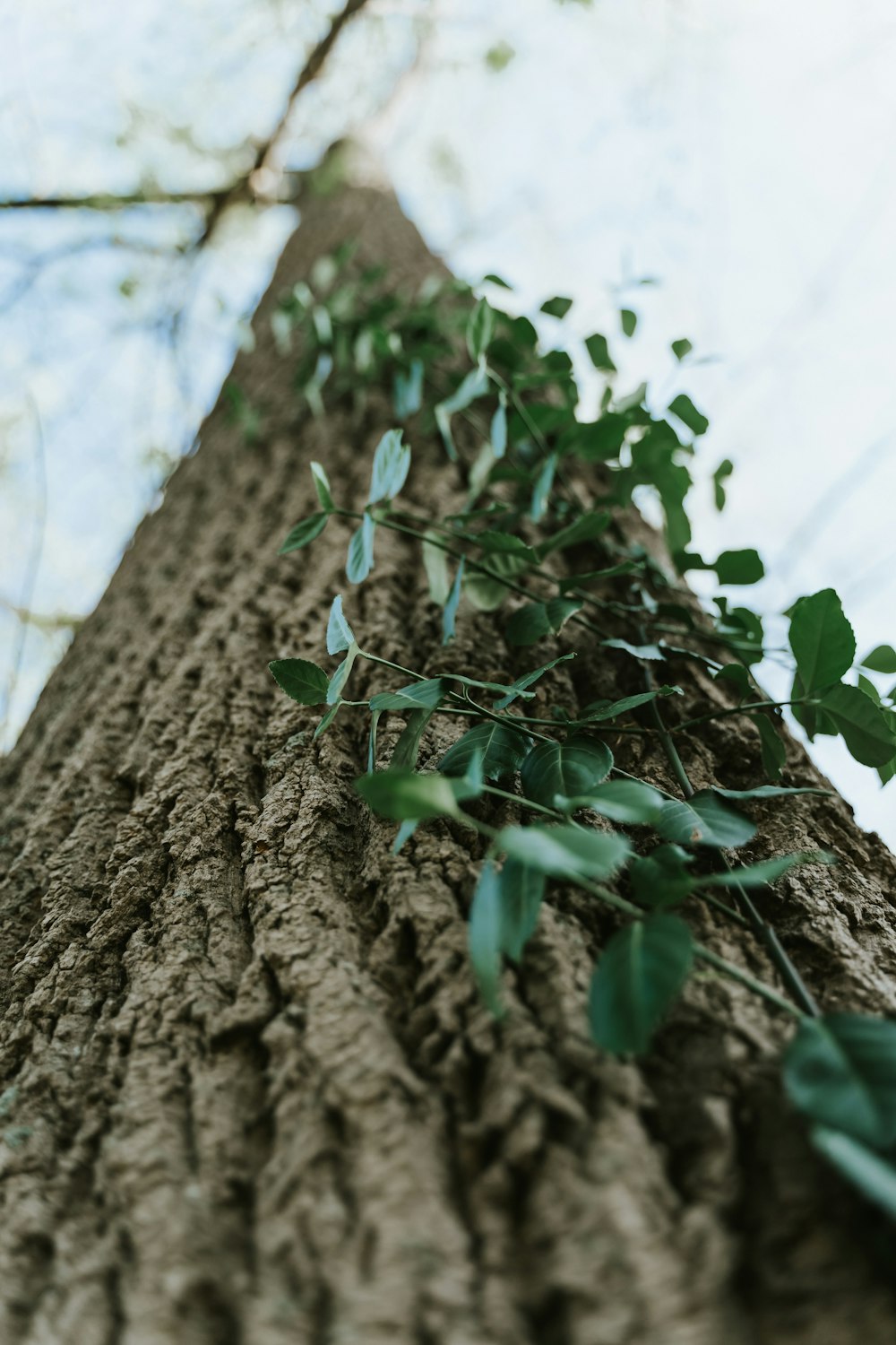 green plant on brown tree trunk