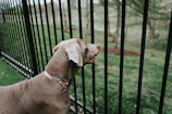 brown short coated dog on black steel fence