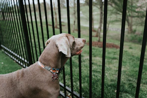 brown short coated dog on black steel fence