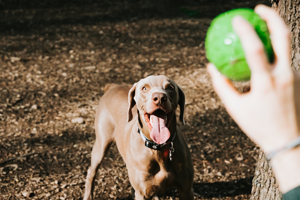 brown short coated dog on brown soil during daytime