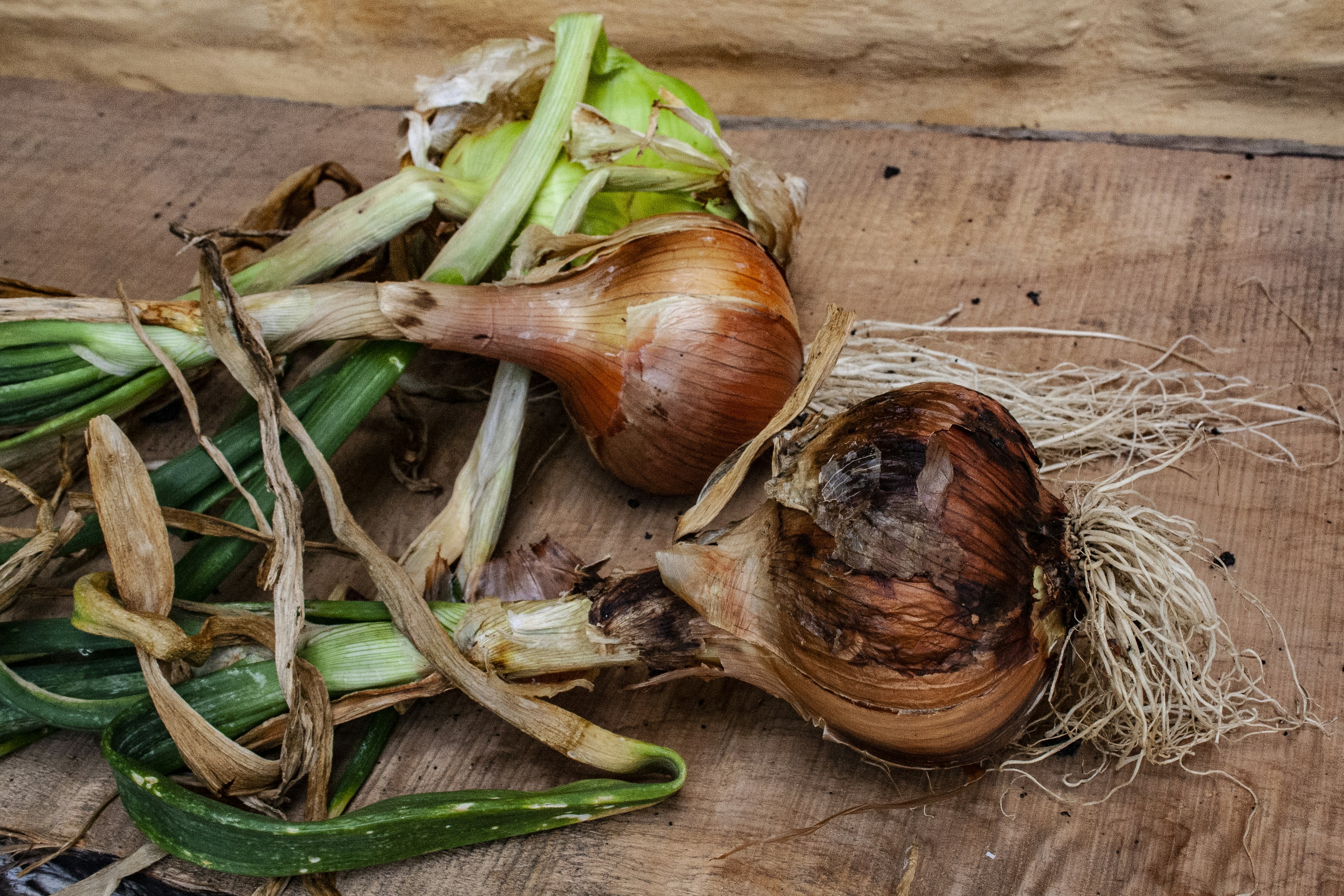 brown onion on brown wooden table