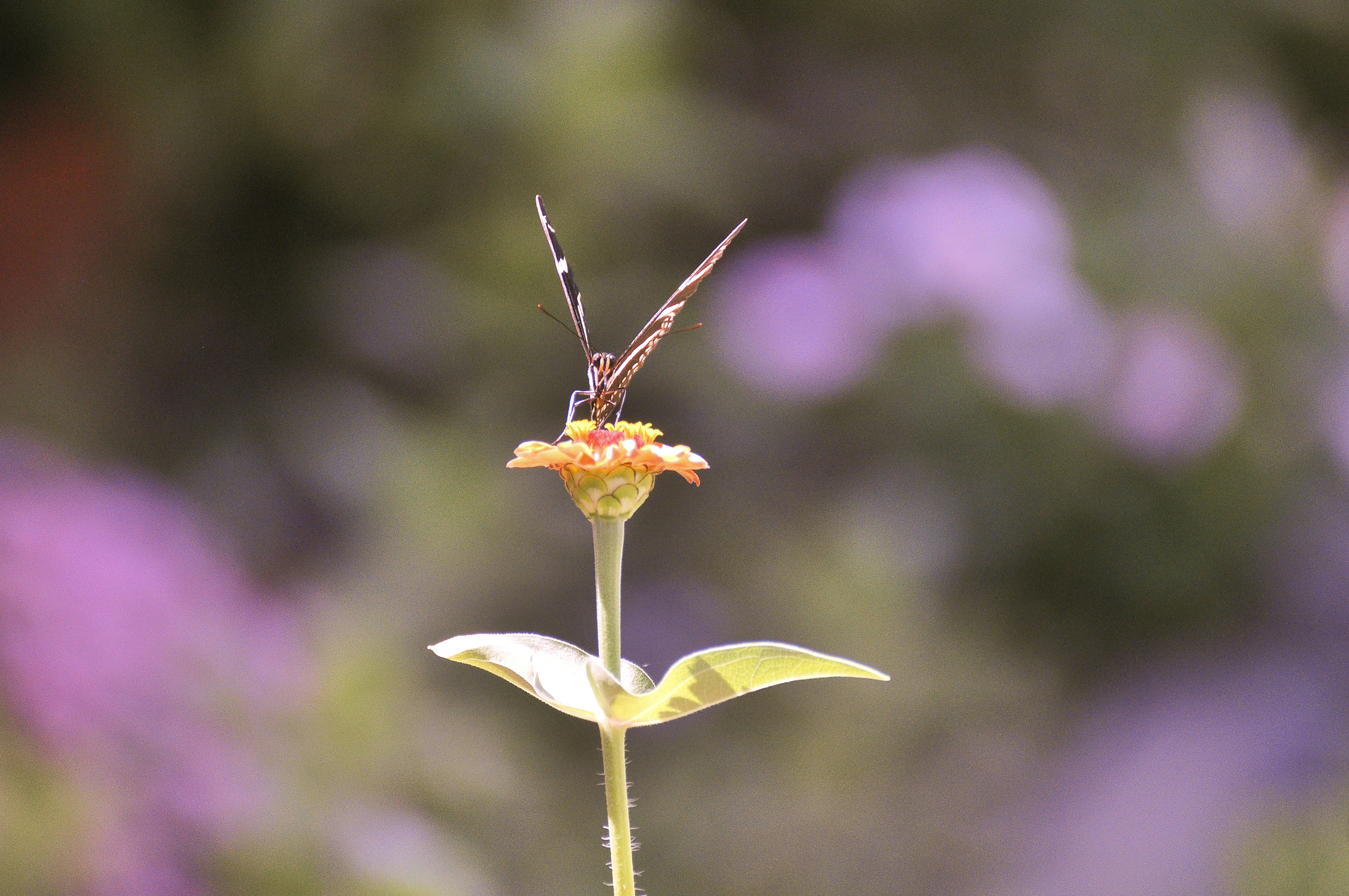 Photo by springdavison