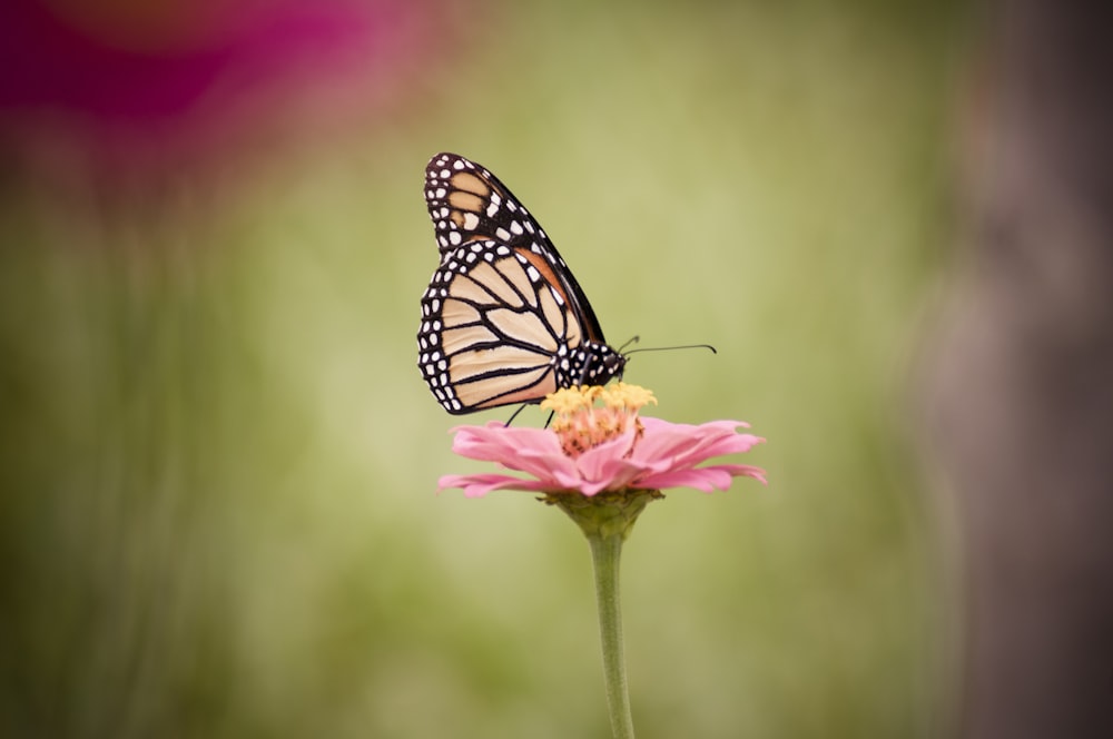 black and white butterfly perched on pink flower in close up photography during daytime