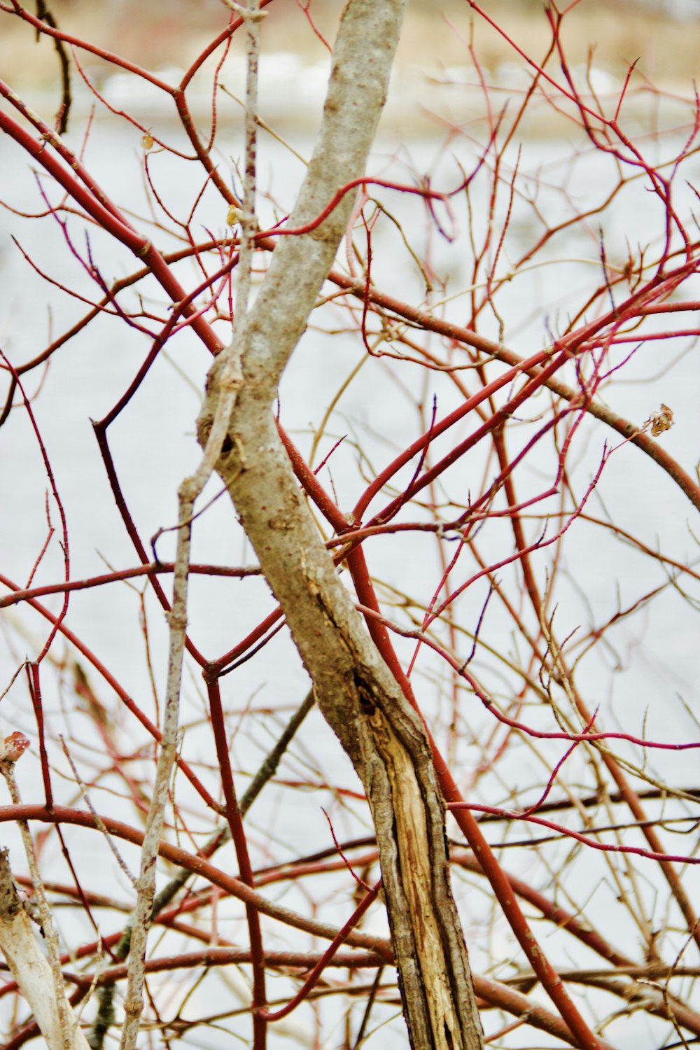 ramo d'albero marrone con neve bianca