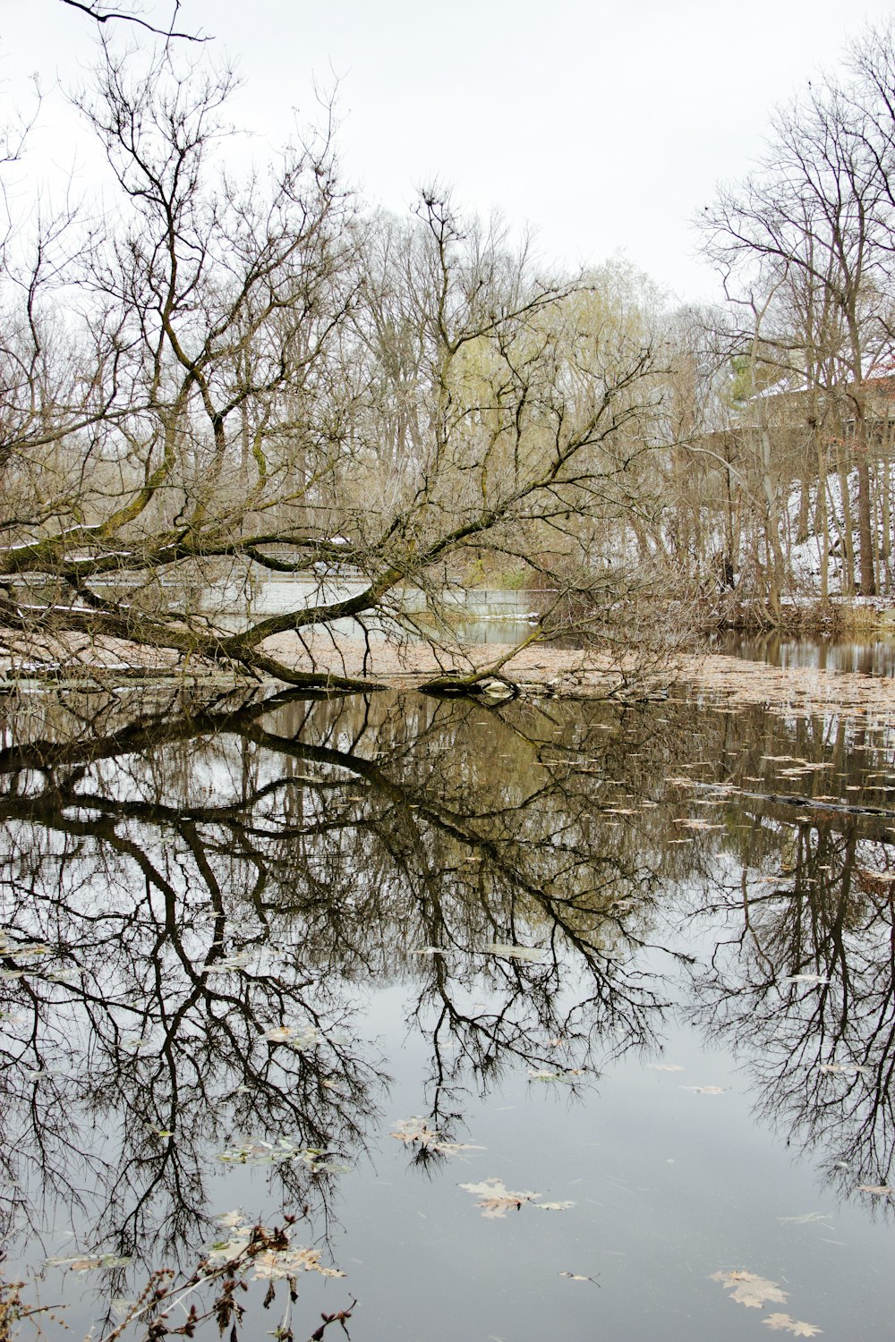 brown trees beside river during daytime