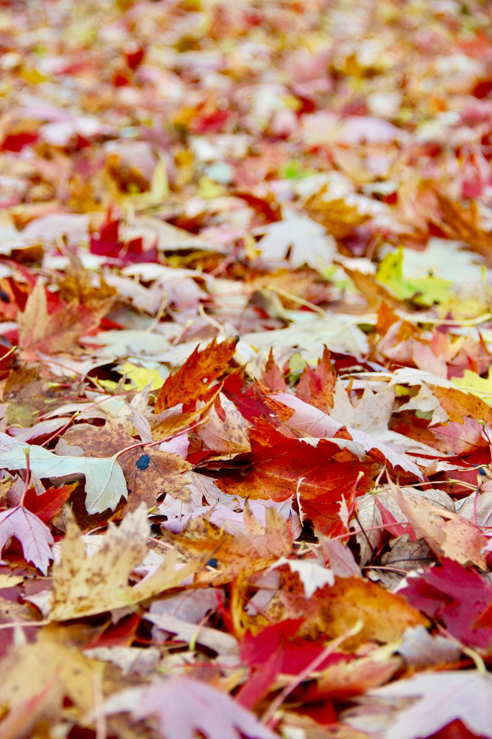 brown and red maple leaves on ground