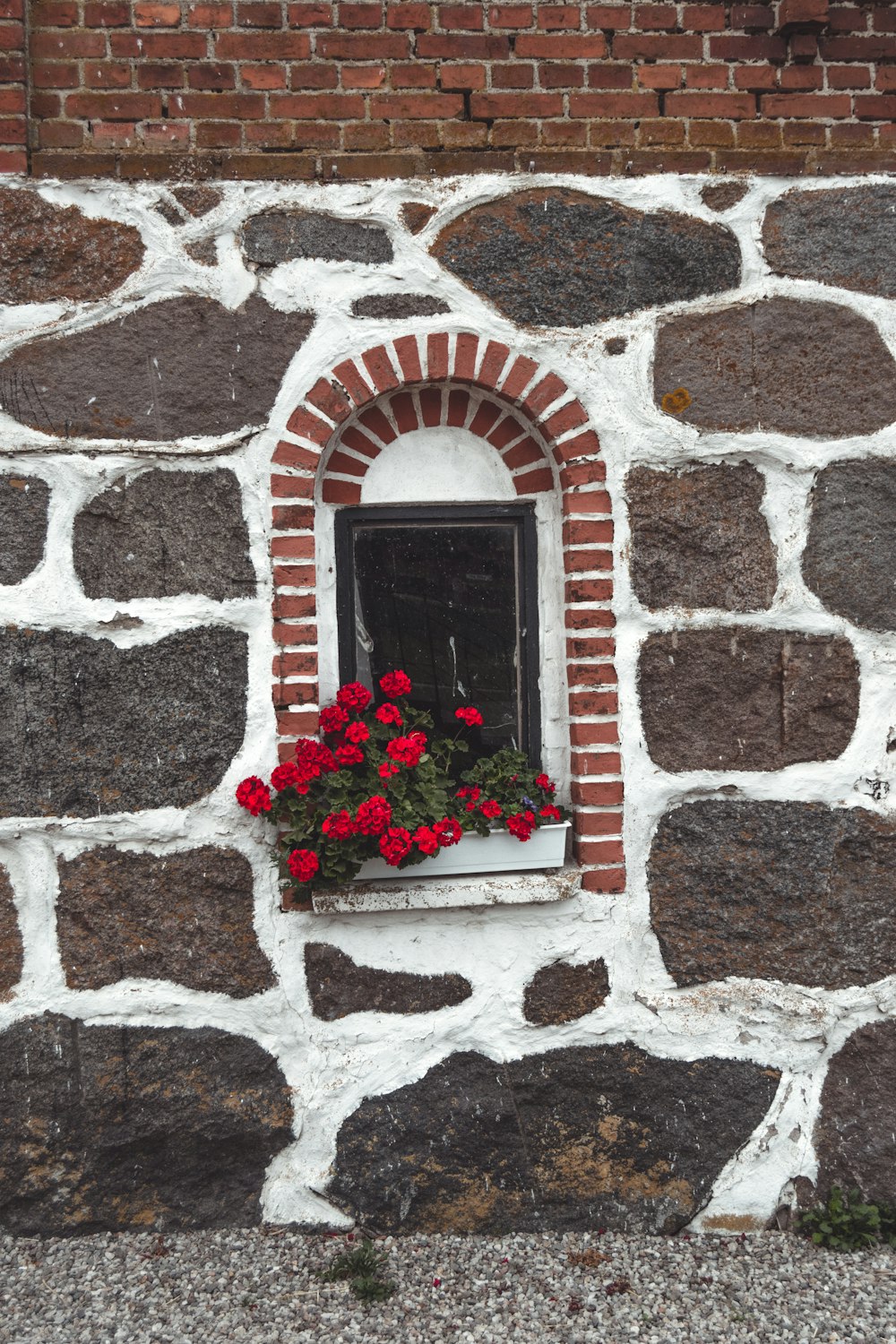 red flowers on window during daytime