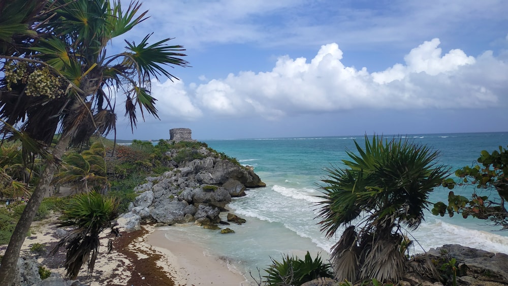 green palm tree near body of water during daytime