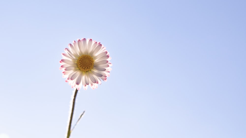pink and white flower under white sky