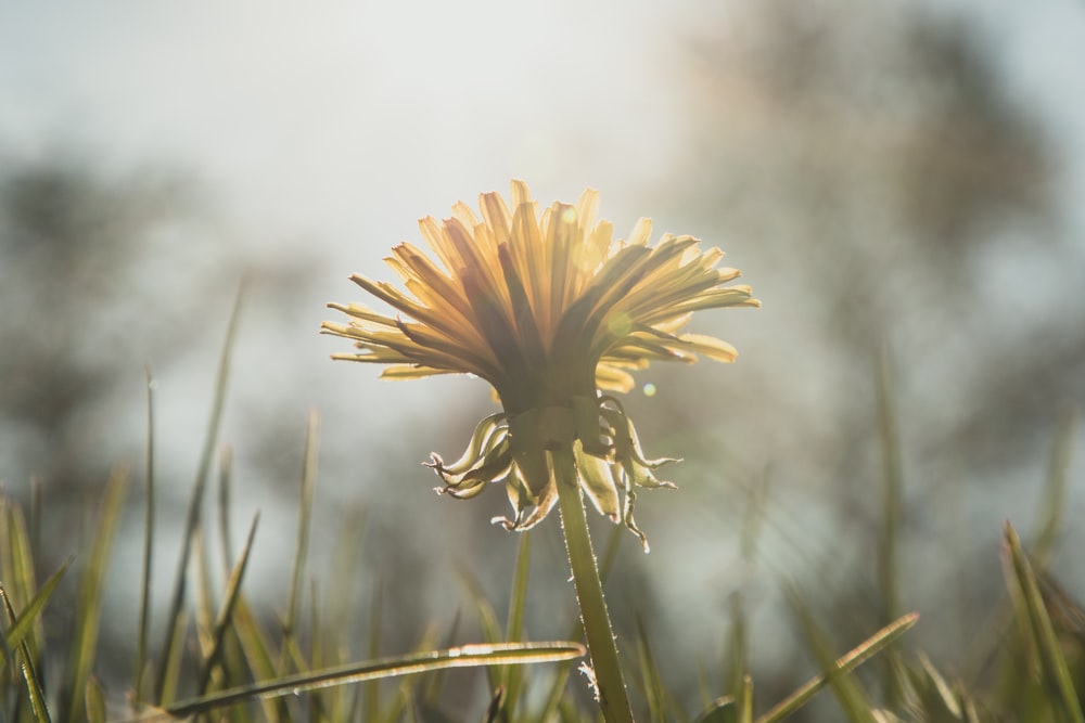 yellow flower in tilt shift lens