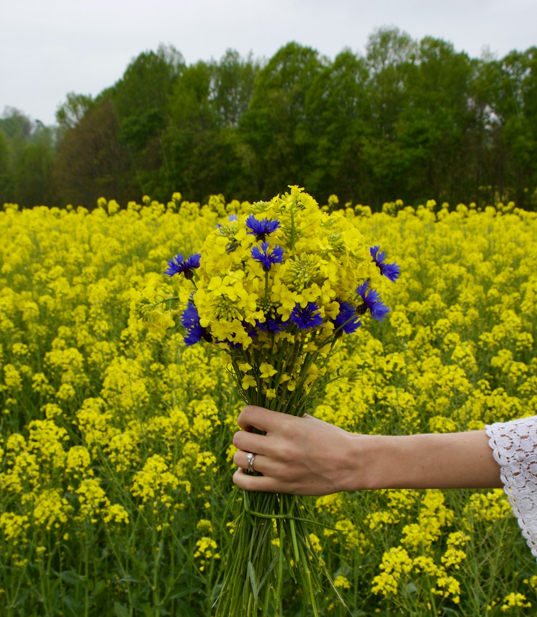 Flower Fields Pictures Download Free Images on Unsplash Flower Fields Pictures Download Free Images on Unsplash