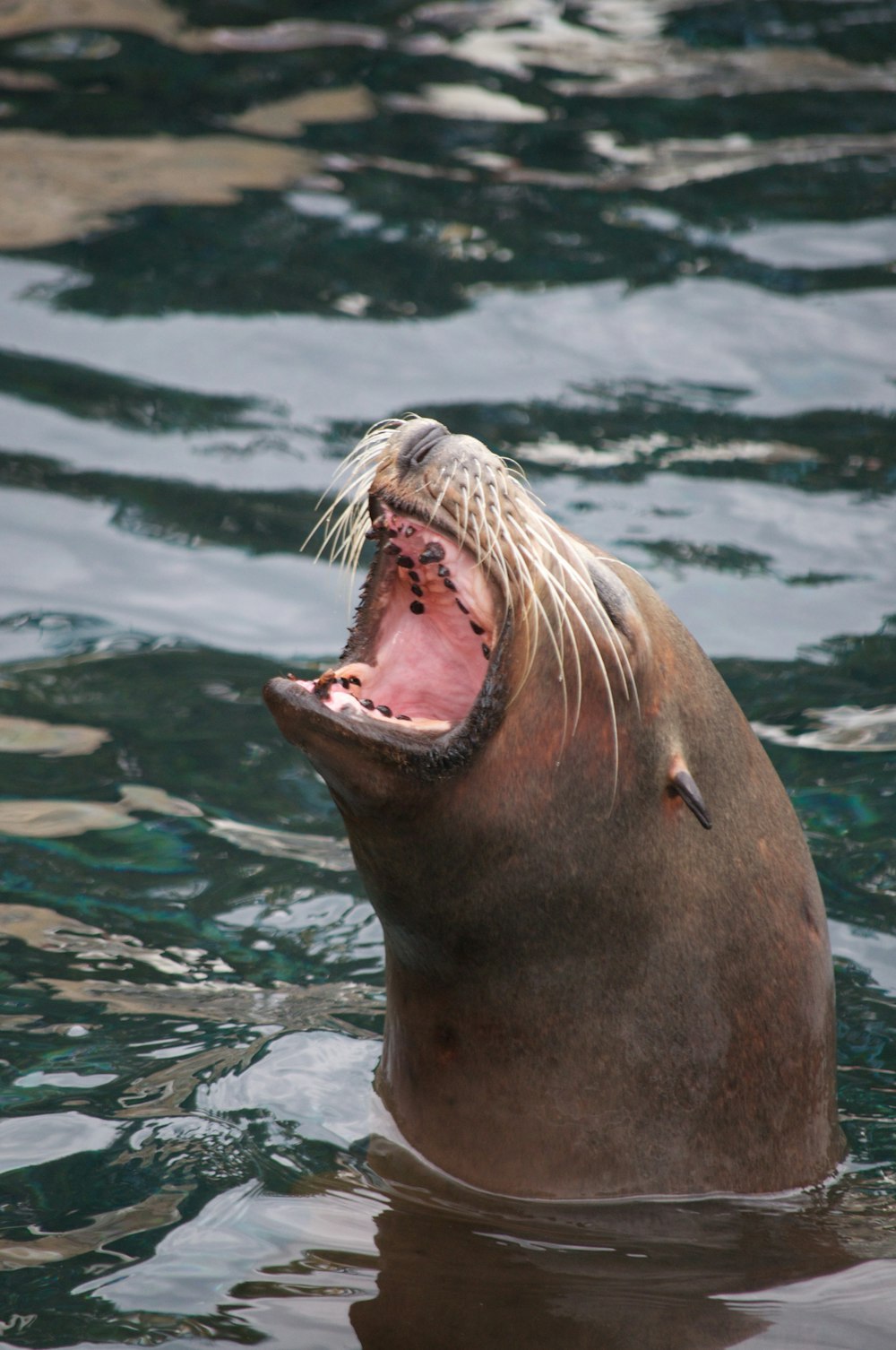 seal in water during daytime