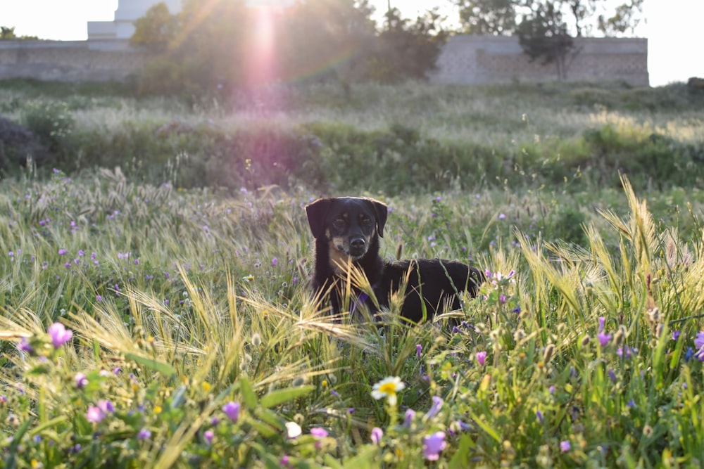 black and tan short coat medium sized dog on green grass field during daytime