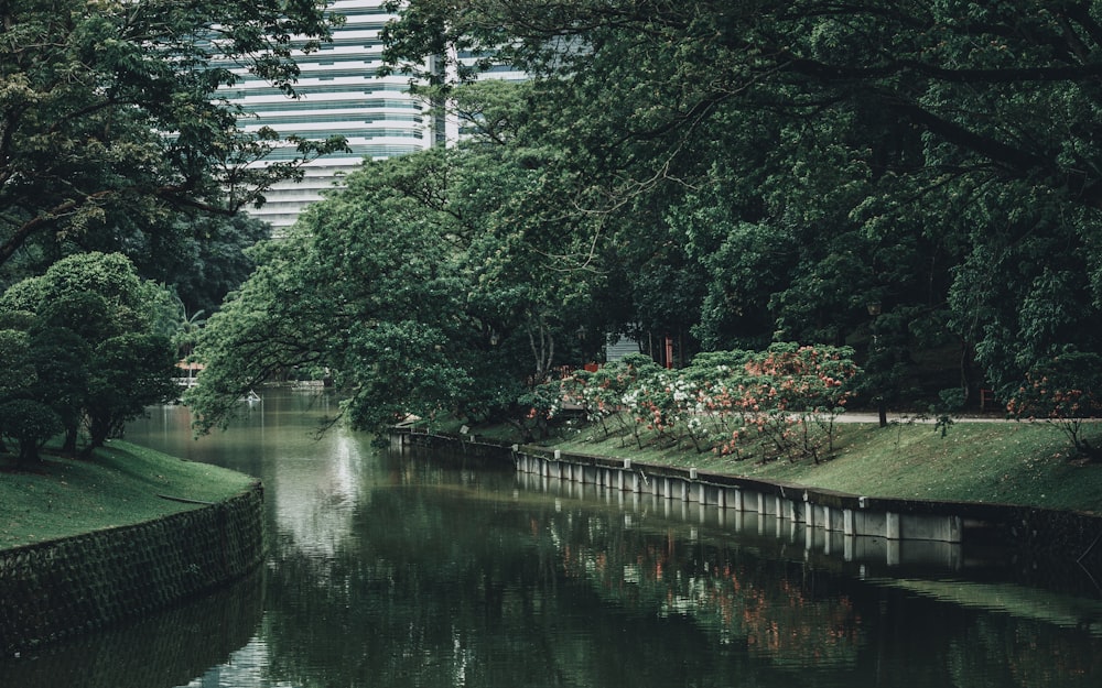 green trees near river during daytime