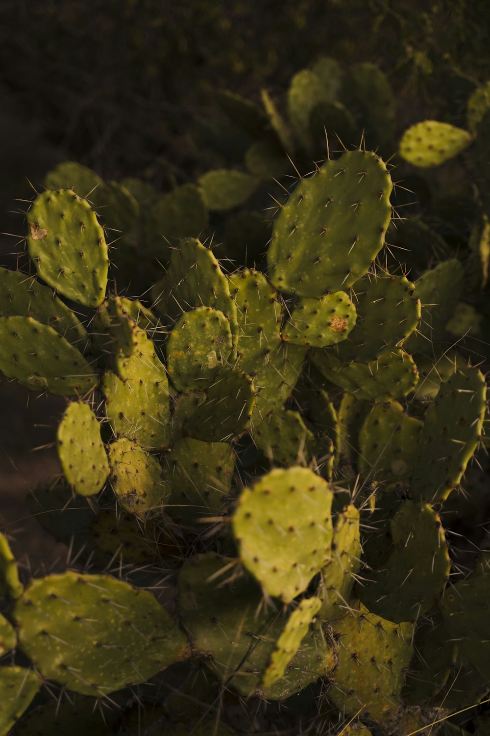 green cactus in close up photography