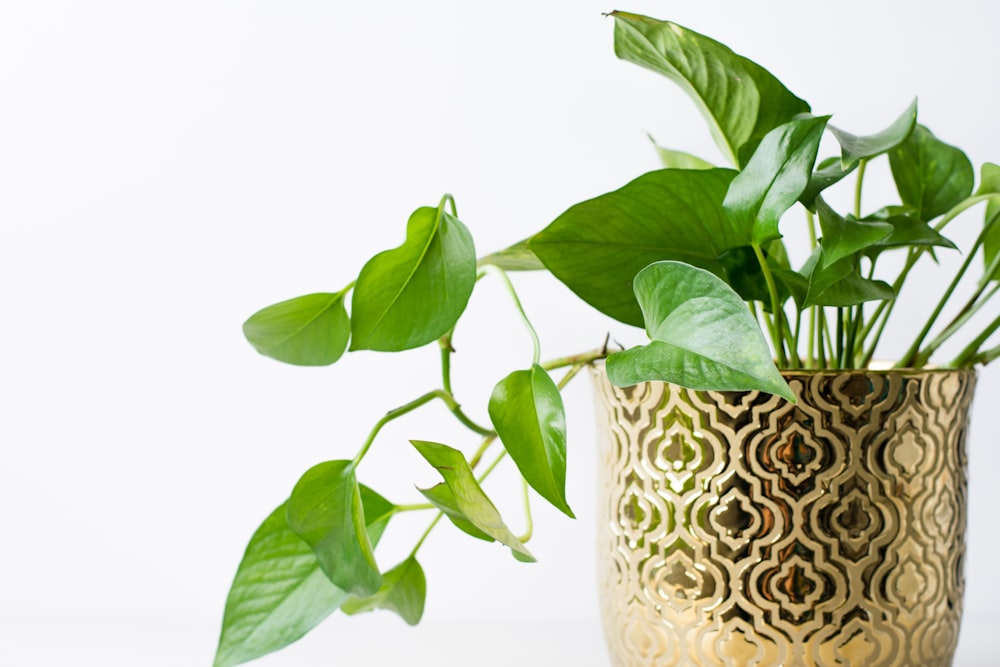 green plant on white ceramic vase