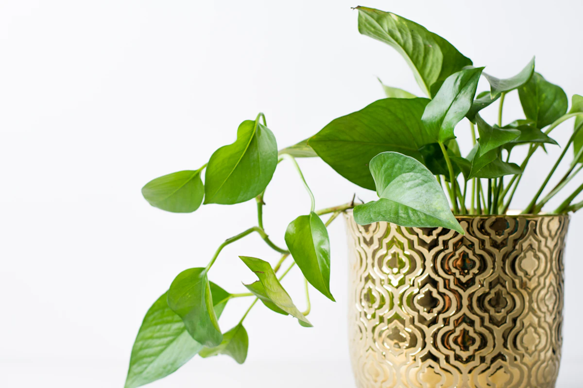 Pothos Money Plant Care India Golden Marble Queen