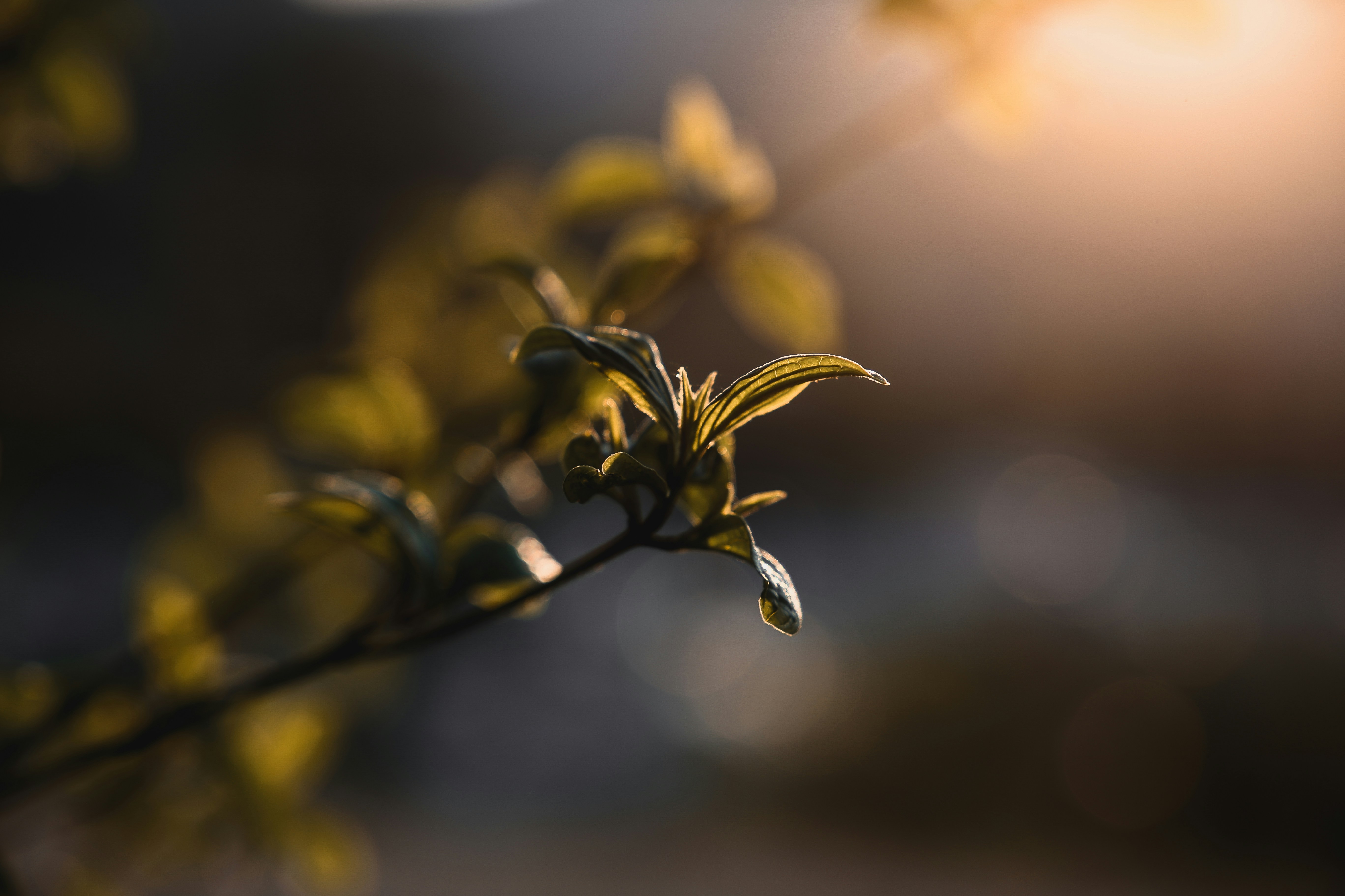 yellow flower in tilt shift lens, 
