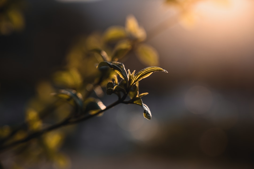 yellow flower in tilt shift lens,