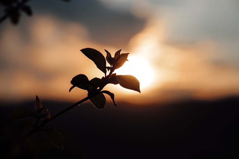 brown and black flower in close up photography