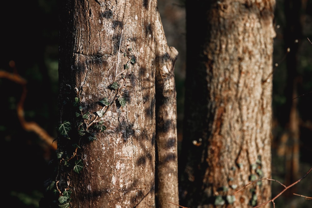 brown tree trunk with green moss