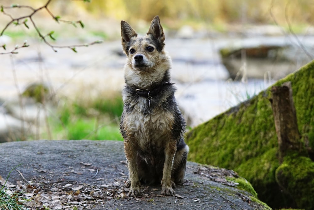 Perro de pelo corto marrón y negro sentado en el pavimento de hormigón gris durante el día