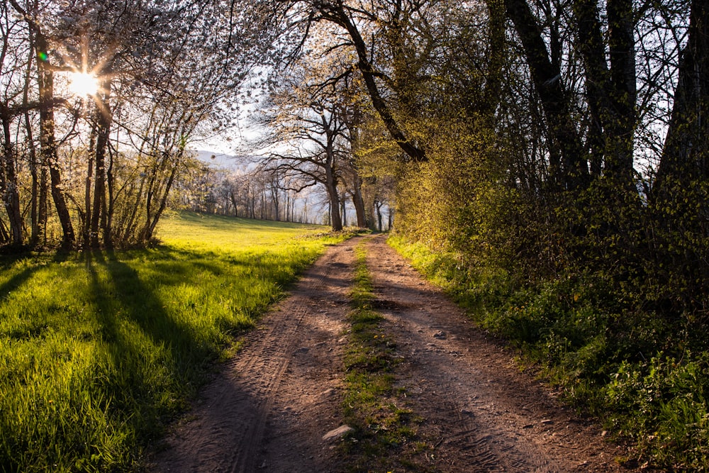 brown dirt road between green grass field and trees during daytime