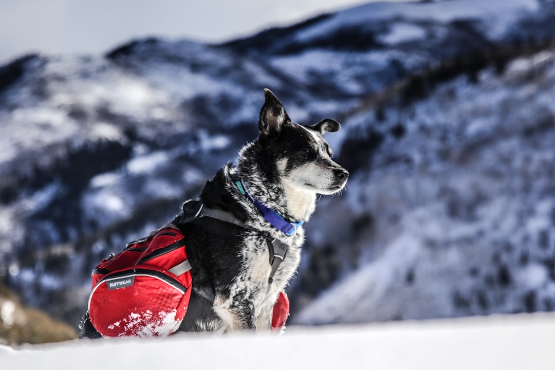 black and white short coated dog wearing red and black dog shirt on snow covered ground