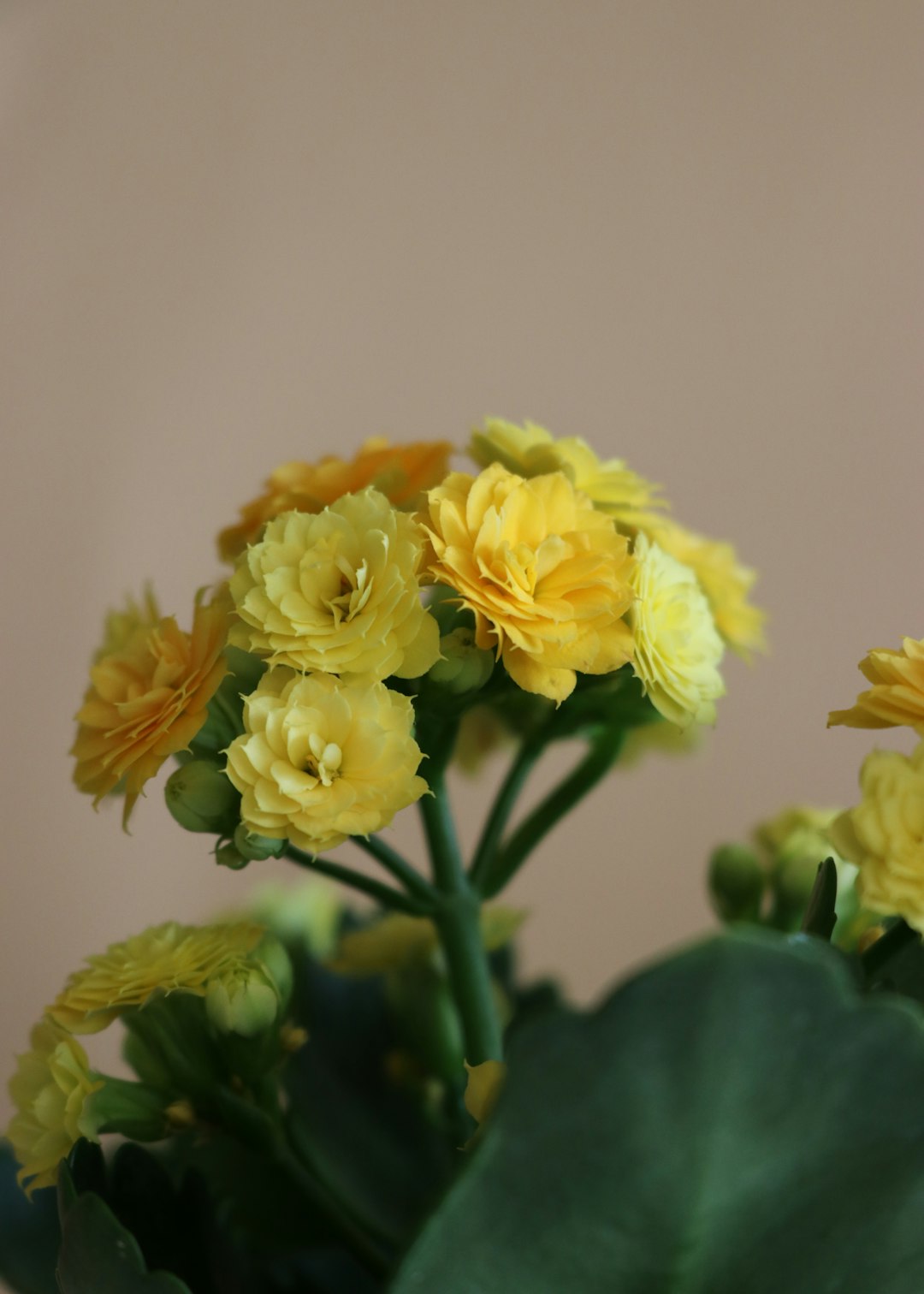 yellow flower in green plant