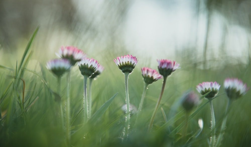 purple flower in tilt shift lens