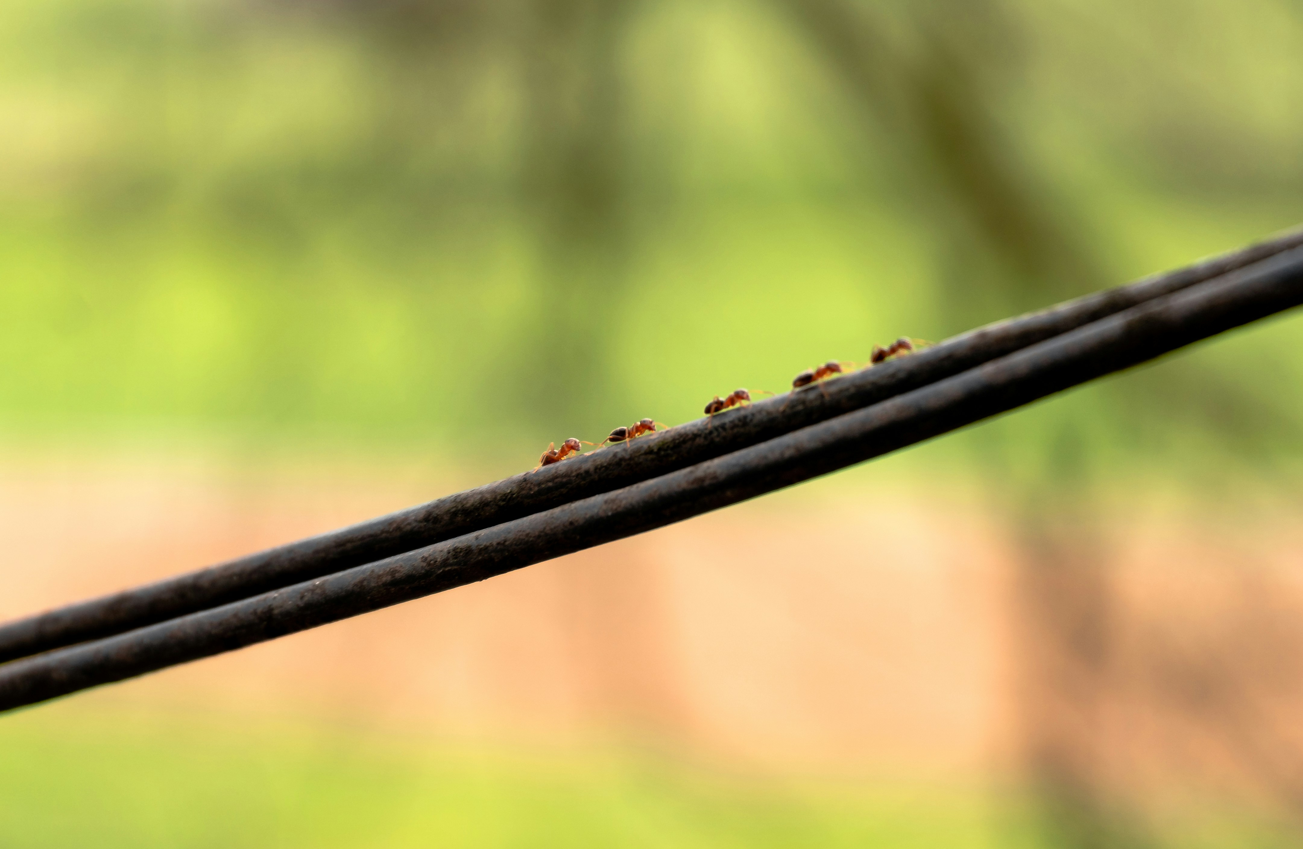 Ants walking over a radio cable