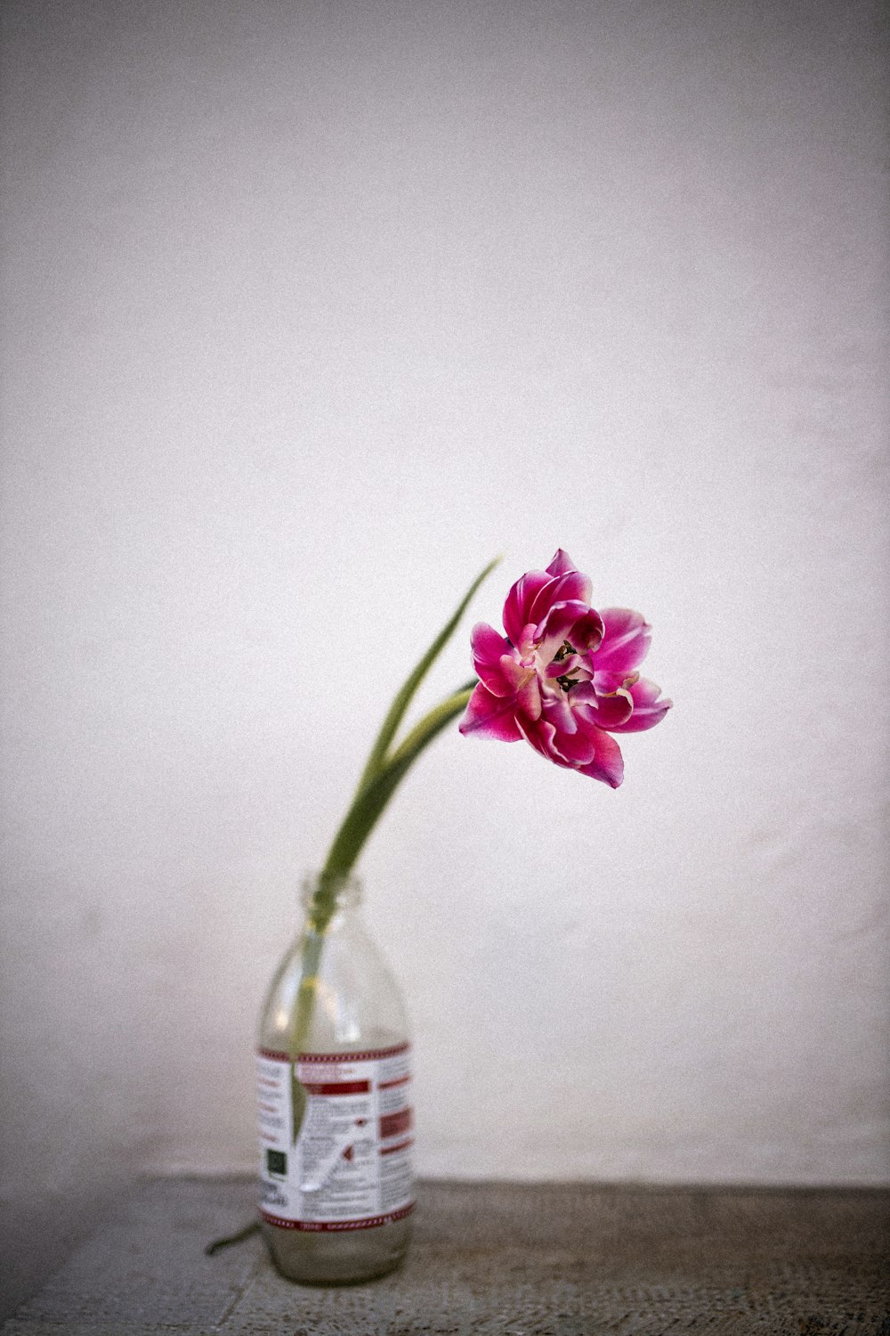 pink flower on clear glass vase