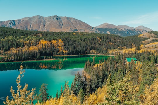 green trees near lake during daytime in Yukon Canada