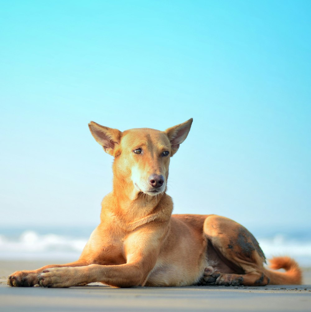 brown short coated dog lying on ground during daytime