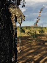 Farmer carefully tapping a seringueira tree to collect latex in a traditional cup.