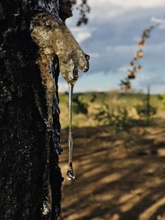 Farmer carefully tapping a seringueira tree to collect latex in a traditional cup.