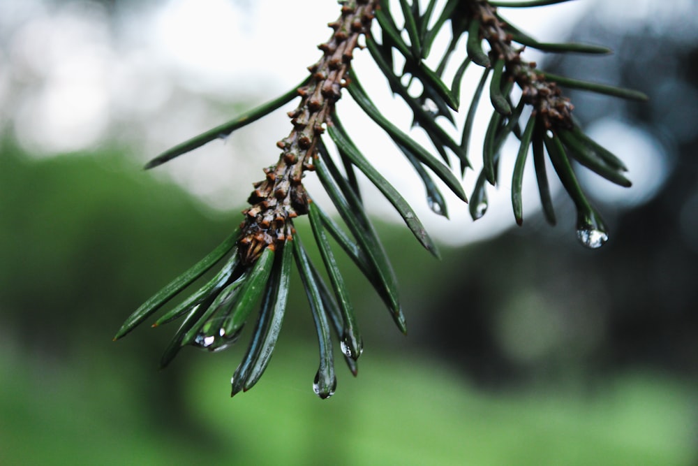 green plant in close up photography