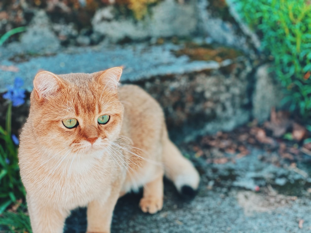 orange tabby cat on gray concrete floor