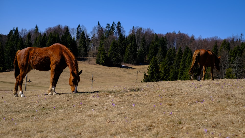 brown horse eating grass on green grass field during daytime