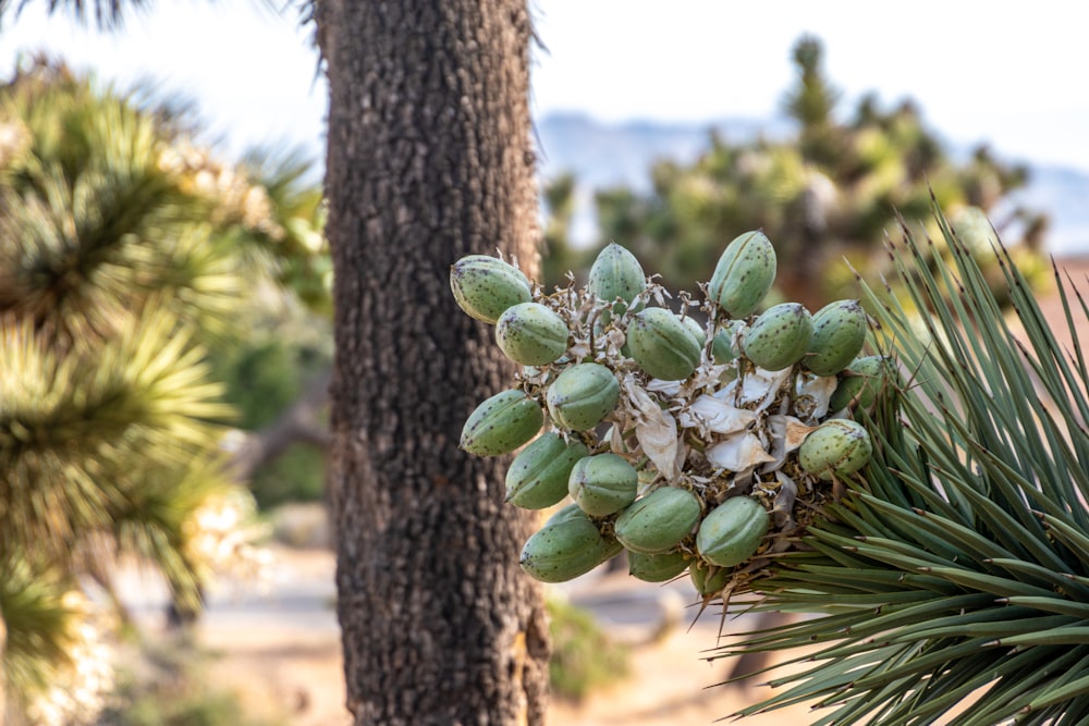 green fruits on brown tree during daytime