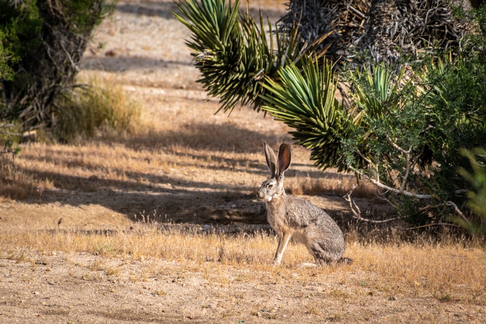 brown rabbit on brown field during daytime