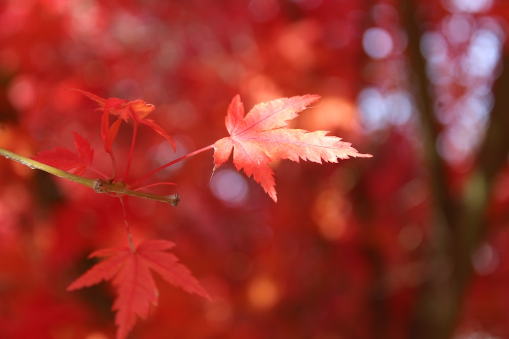 red maple leaf in close up photography