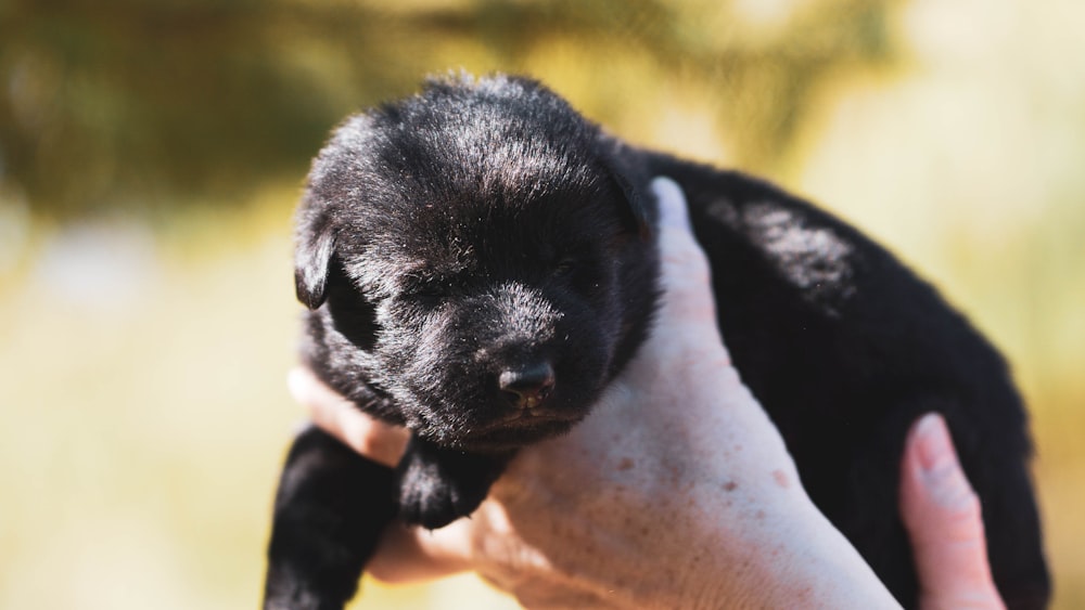 black and white short coated puppy