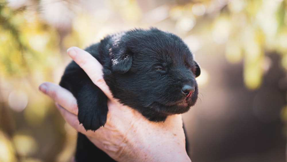 black short coated puppy on persons hand