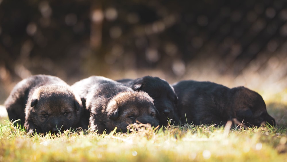 black and tan short coat medium sized dog lying on green grass during daytime