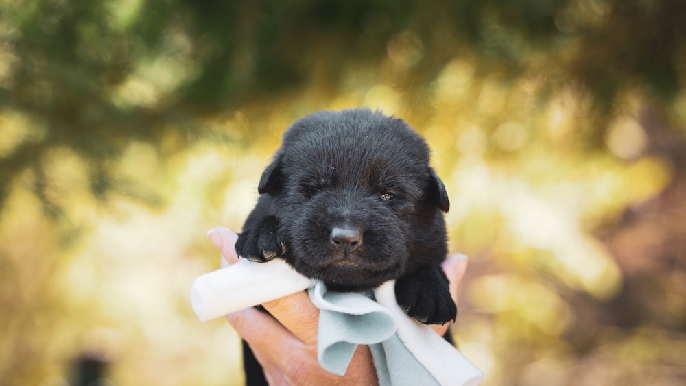 black short coated dog on persons hand