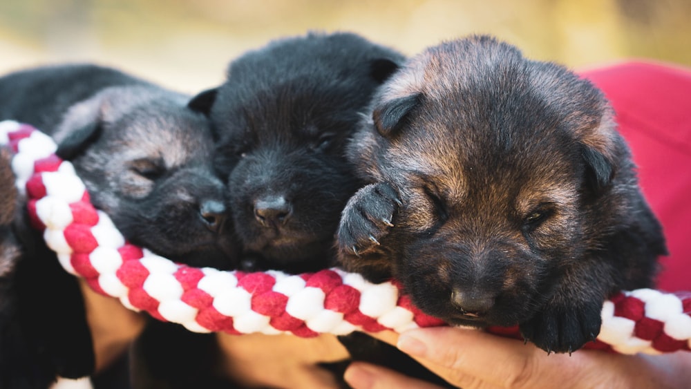 black short coated puppy on white and red textile